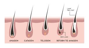 uploads/blogs/eyelashgrowthcycle.jpg